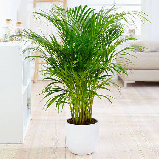 Areca Palm Tree, 1 Gal- The Worlds Most Popular Indoor Palm